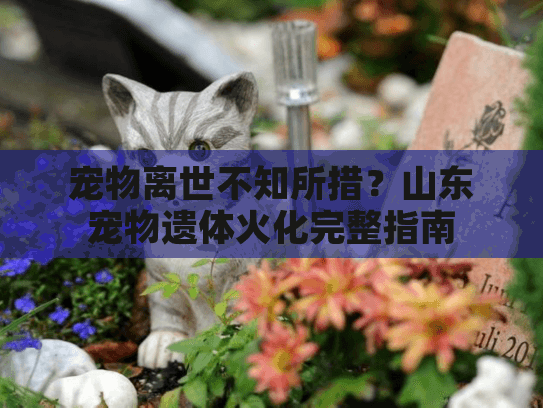 宠物离世不知所措?山东宠物遗体火化完整指南 宠物离世不知所措?山东宠物遗体火化完整指南