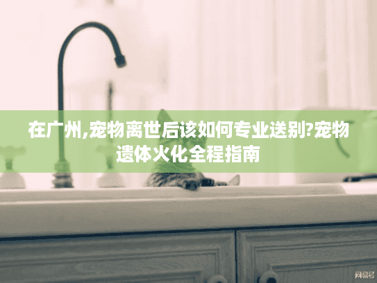 在广州,宠物离世后该如何专业送别?宠物遗体火化全程指南 在广州,宠物离世后该如何专业送别?宠物遗体火化全程指南