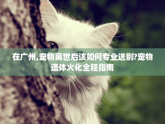 在广州,宠物离世后该如何专业送别?宠物遗体火化全程指南 在广州,宠物离世后该如何专业送别?宠物遗体火化全程指南