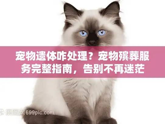 宠物遗体咋处理？宠物殡葬服务完整指南，告别不再迷茫