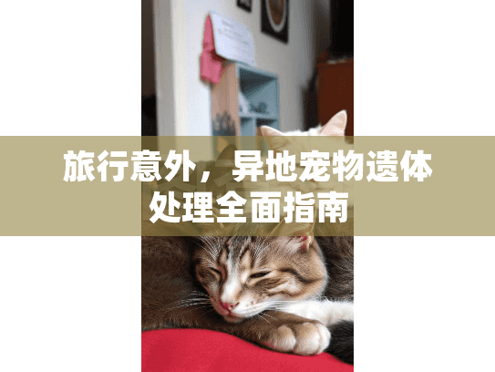 旅行意外，异地宠物遗体处理全面指南