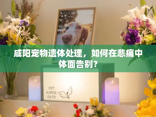 咸阳宠物遗体处理，如何在悲痛中体面告别？