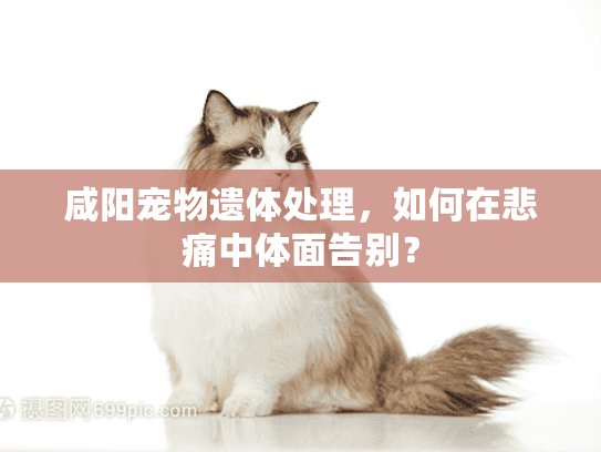 咸阳宠物遗体处理，如何在悲痛中体面告别？