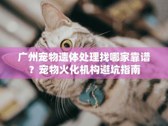 广州宠物遗体处理找哪家靠谱?宠物火化机构避坑指南 广州宠物遗体处理找哪家靠谱?宠物火化机构避坑指南