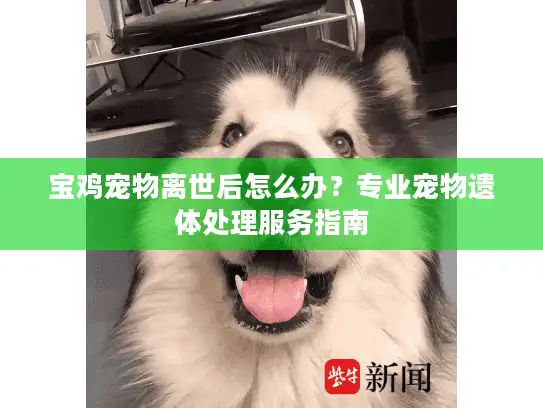 宝鸡宠物离世后怎么办？专业宠物遗体处理服务指南