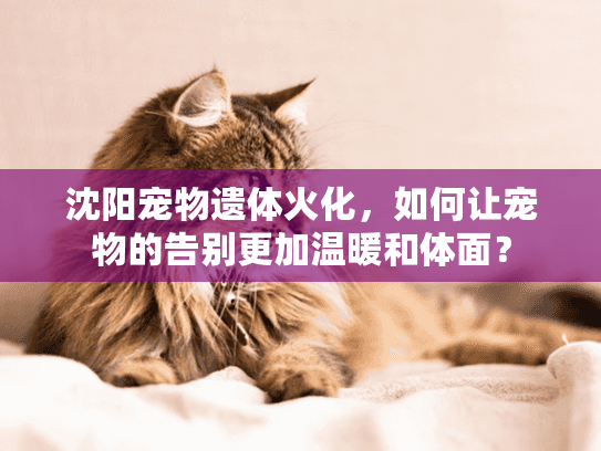 沈阳宠物遗体火化，如何让宠物的告别更加温暖和体面？