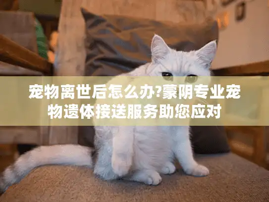 宠物离世后怎么办?蒙阴专业宠物遗体接送服务助您应对