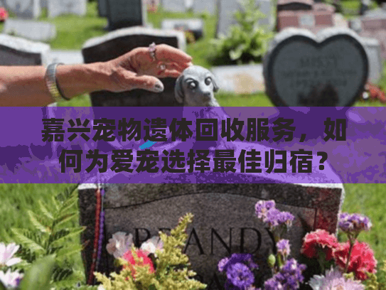 嘉兴宠物遗体回收服务，如何为爱宠选择最佳归宿？