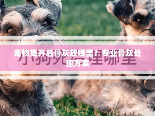 宠物离开后骨灰放哪里?专业骨灰处理方案 宠物离开后骨灰放哪里?专业骨灰处理方案