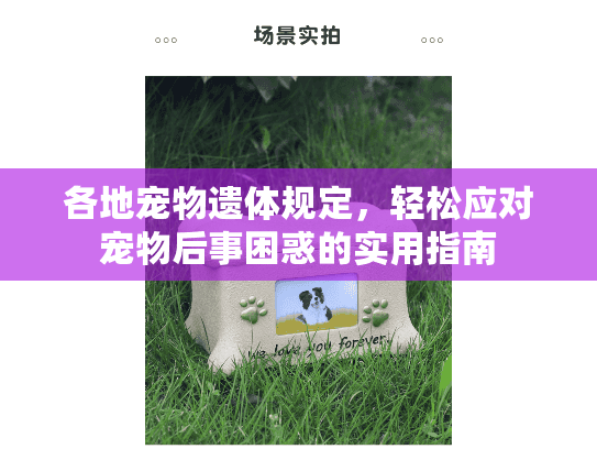 各地宠物遗体规定，轻松应对宠物后事困惑的实用指南