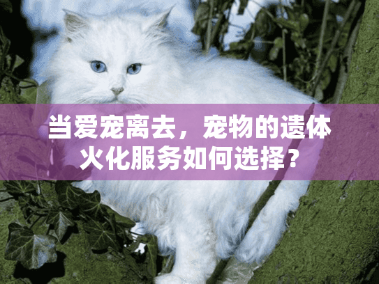 当爱宠离去，宠物的遗体火化服务如何选择？