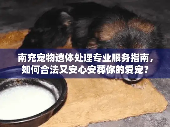 南充宠物遗体处理专业服务指南，如何合法又安心安葬你的爱宠？