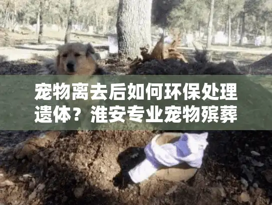 宠物离去后如何环保处理遗体？淮安专业宠物殡葬服务指南
