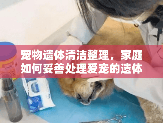 宠物遗体清洁整理，家庭如何妥善处理爱宠的遗体告别？