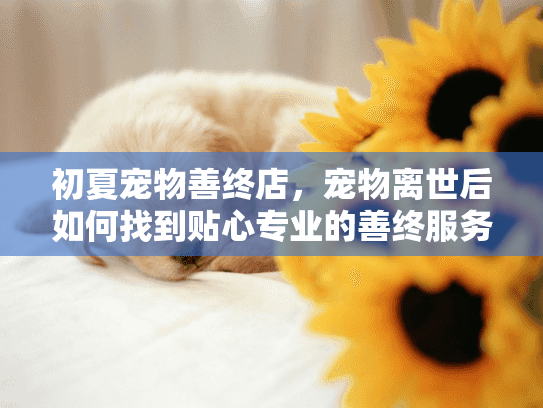 初夏宠物善终店，宠物离世后如何找到贴心专业的善终服务？
