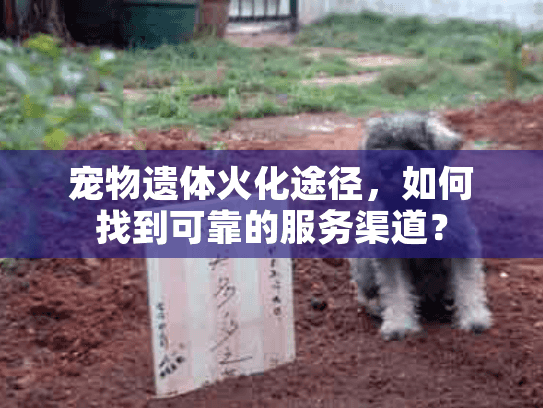 宠物遗体火化途径,如何找到可靠的服务渠道? 宠物遗体火化途径,如何找到可靠的服务渠道?