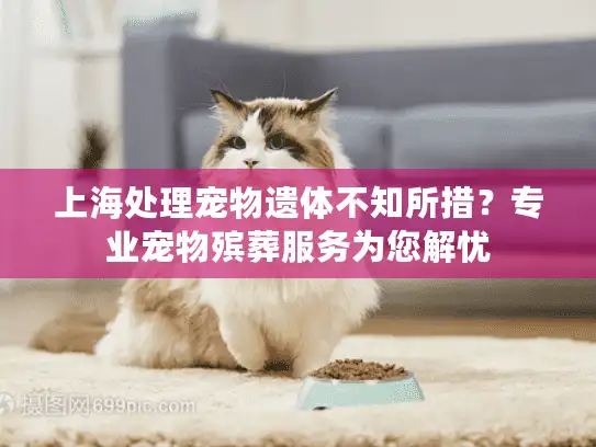 上海处理宠物遗体不知所措？专业宠物殡葬服务为您解忧