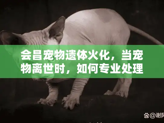 会昌宠物遗体火化，当宠物离世时，如何专业处理宠物遗体？