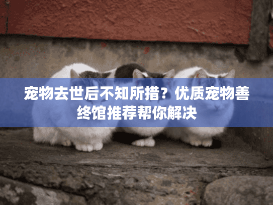 宠物去世后不知所措？优质宠物善终馆推荐帮你解决