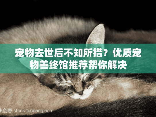 宠物去世后不知所措？优质宠物善终馆推荐帮你解决