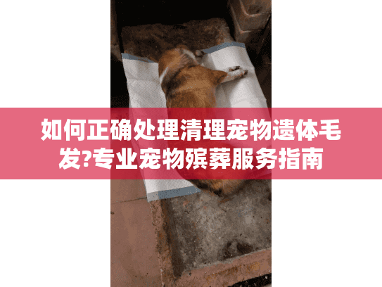 如何正确处理清理宠物遗体毛发?专业宠物殡葬服务指南