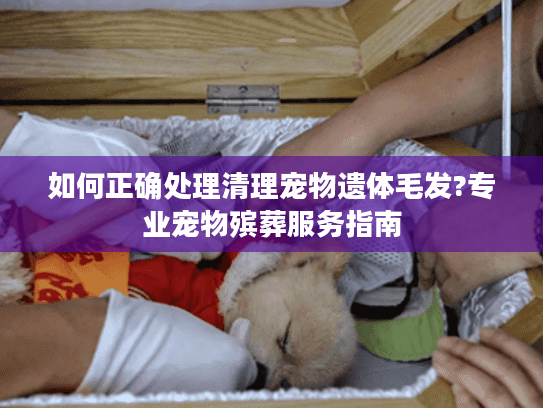 如何正确处理清理宠物遗体毛发?专业宠物殡葬服务指南
