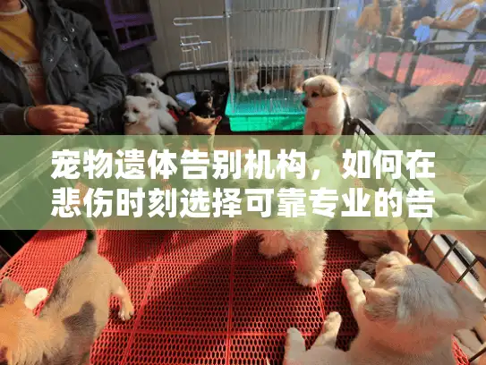 宠物遗体告别机构，如何在悲伤时刻选择可靠专业的告别服务？