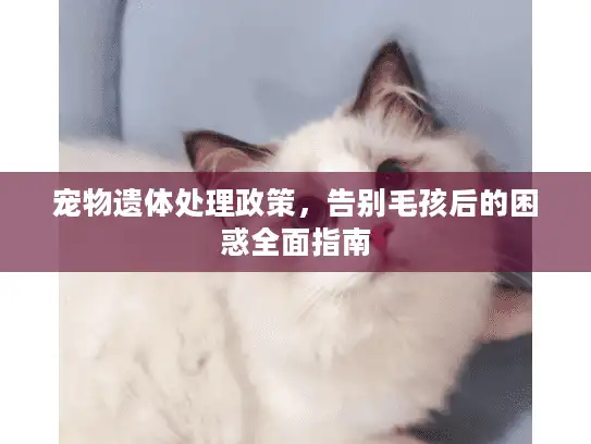 宠物遗体处理政策，告别毛孩后的困惑全面指南