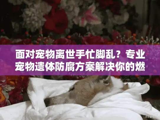 面对宠物离世手忙脚乱？专业宠物遗体防腐方案解决你的燃眉之急