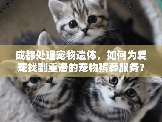 成都处理宠物遗体，如何为爱宠找到靠谱的宠物殡葬服务？