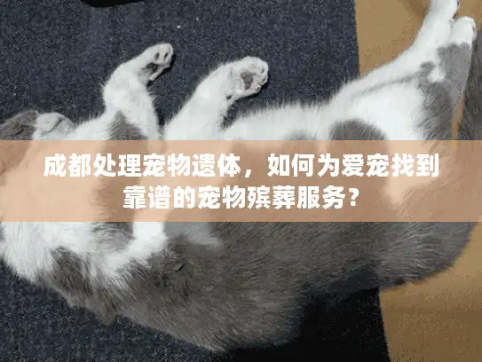 成都处理宠物遗体，如何为爱宠找到靠谱的宠物殡葬服务？