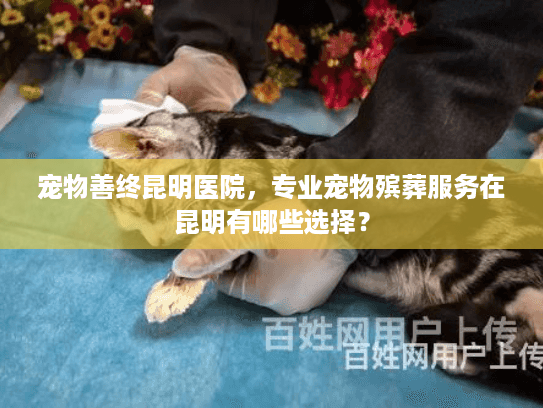 宠物善终昆明医院，专业宠物殡葬服务在昆明有哪些选择？