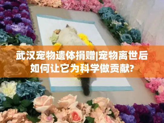 武汉宠物遗体捐赠|宠物离世后如何让它为科学做贡献? 武汉宠物遗体捐赠|宠物离世后如何让它为科学做贡献?