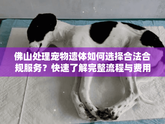 佛山处理宠物遗体如何选择合法合规服务？快速了解完整流程与费用