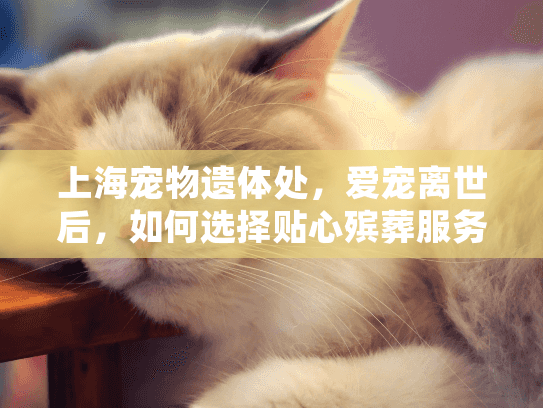 上海宠物遗体处，爱宠离世后，如何选择贴心殡葬服务？