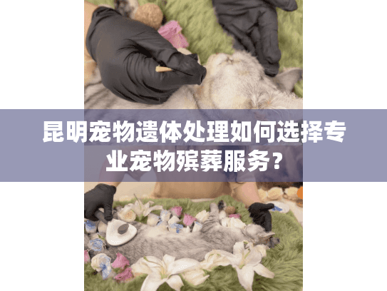 昆明宠物遗体处理如何选择专业宠物殡葬服务? 昆明宠物遗体处理如何选择专业宠物殡葬服务?