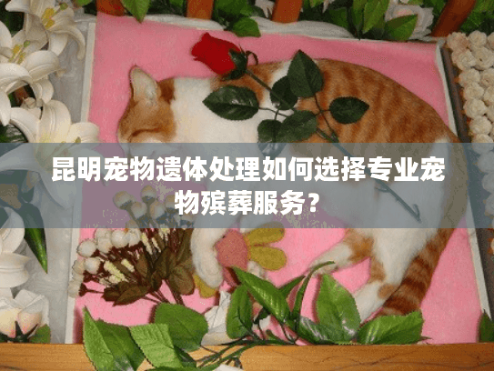 昆明宠物遗体处理如何选择专业宠物殡葬服务? 昆明宠物遗体处理如何选择专业宠物殡葬服务?