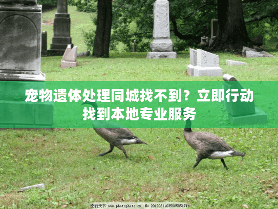 宠物遗体处理同城找不到？立即行动找到本地专业服务