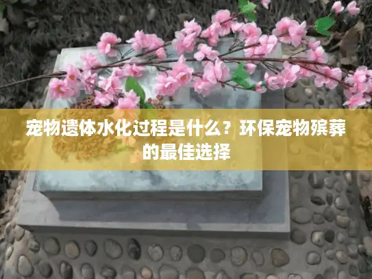 宠物遗体水化过程是什么？环保宠物殡葬的最佳选择