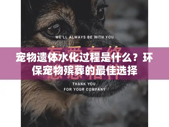 宠物遗体水化过程是什么？环保宠物殡葬的最佳选择