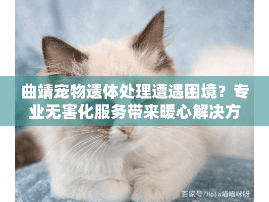 曲靖宠物遗体处理遭遇困境？专业无害化服务带来暖心解决方案