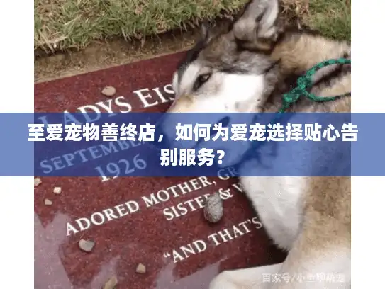 至爱宠物善终店，如何为爱宠选择贴心告别服务？