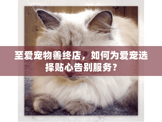 至爱宠物善终店，如何为爱宠选择贴心告别服务？