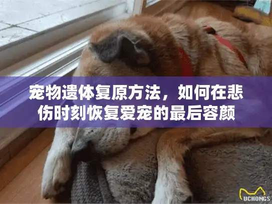 宠物遗体复原方法，如何在悲伤时刻恢复爱宠的最后容颜