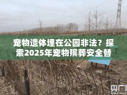 宠物遗体埋在公园非法？探索2025年宠物殡葬安全替代方案