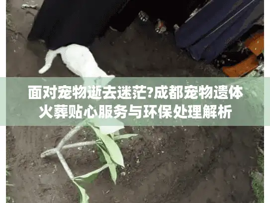 面对宠物逝去迷茫?成都宠物遗体火葬贴心服务与环保处理解析 面对宠物逝去迷茫?成都宠物遗体火葬贴心服务与环保处理解析
