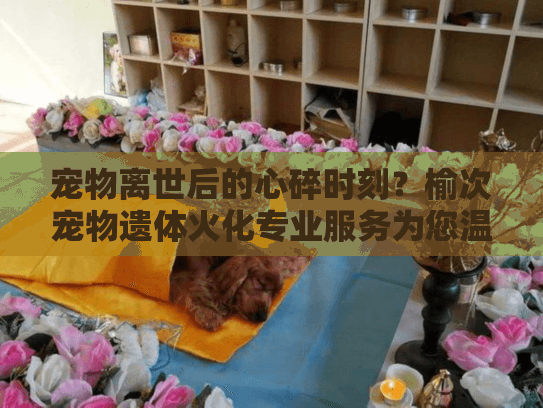 宠物离世后的心碎时刻？榆次宠物遗体火化专业服务为您温暖护航
