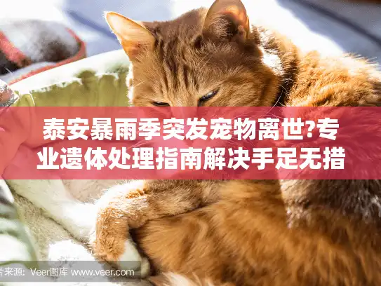 泰安暴雨季突发宠物离世?专业遗体处理指南解决手足无措