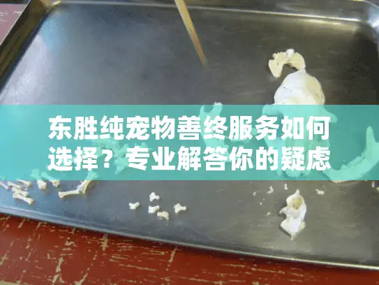 东胜纯宠物善终服务如何选择？专业解答你的疑虑