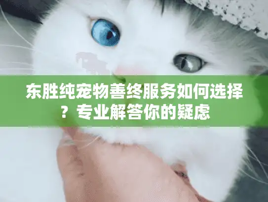 东胜纯宠物善终服务如何选择？专业解答你的疑虑